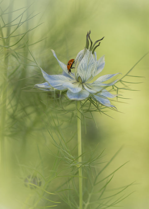 Lieveheersbeestje juffertje in het groen