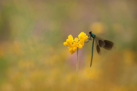 Dans op de Rolklaver
