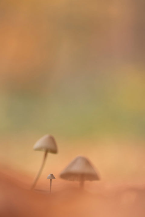In Warm herfstlicht