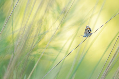 Schuine stengel heideblauwtje