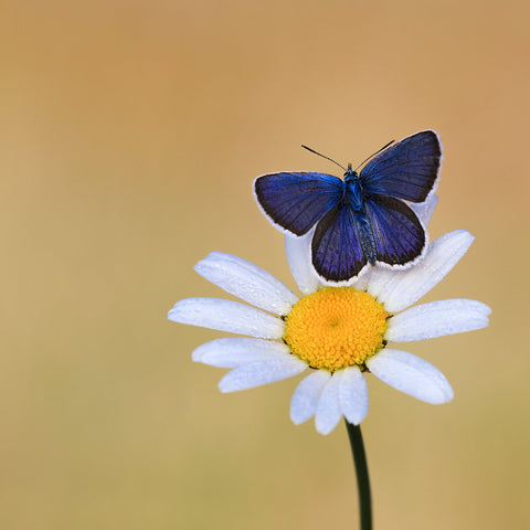 Koningsblauw op Margriet