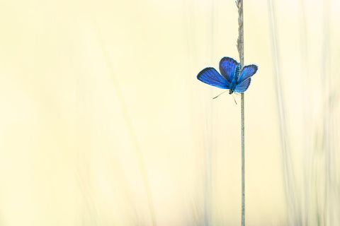 When Blue Meets Yellow