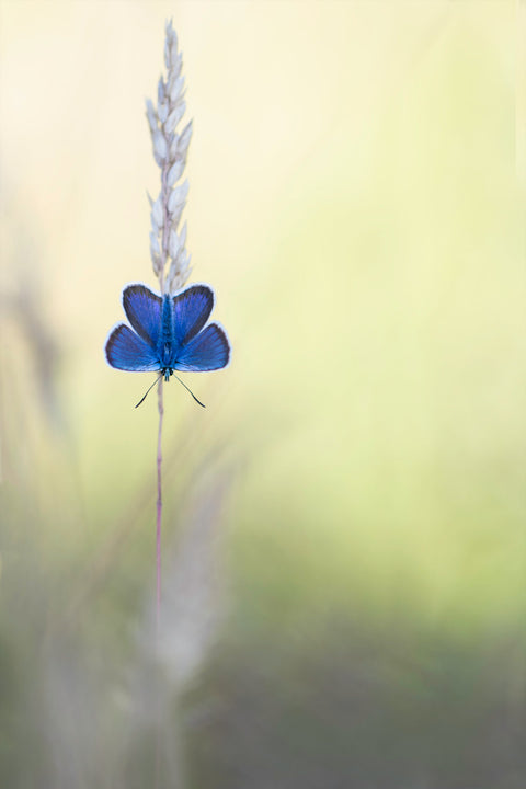Heideblauwtje op aar