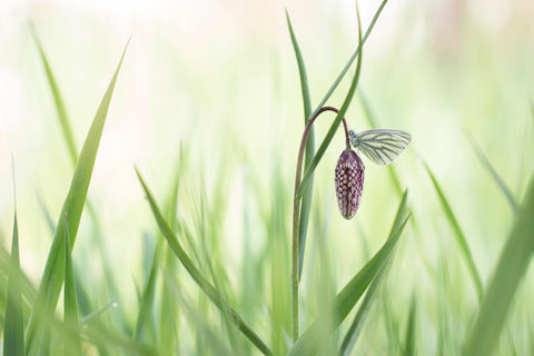 Lente