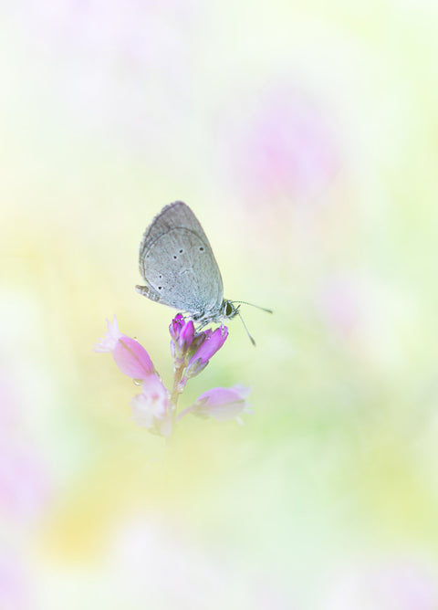 Als een droom in pastel.