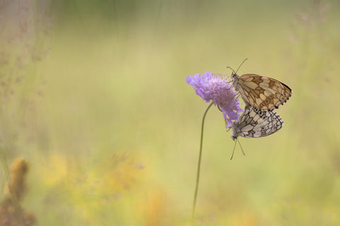 Moment van Samenzijn