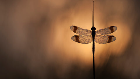 Bandheidelibel in Tegenlicht
