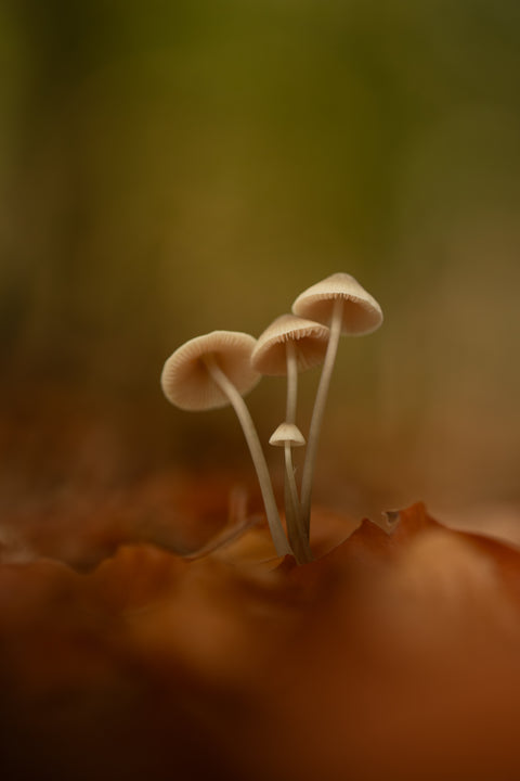 Verborgen Schoonheid