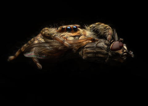 Springspin met vlieg