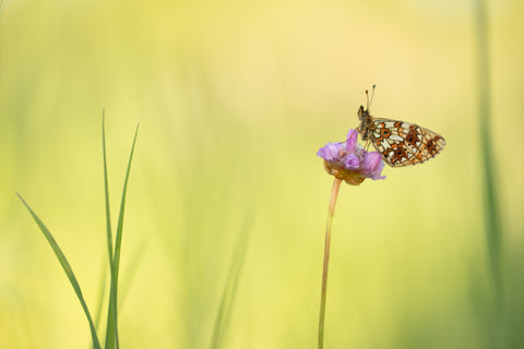 Zilveren maan op violet