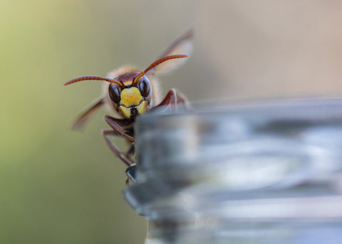 De Europese Hoornaar – Kracht in Close-up