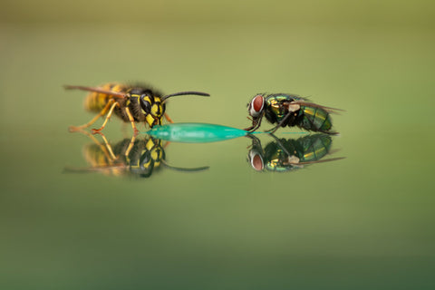 Groene vleesvlieg gewone wesp