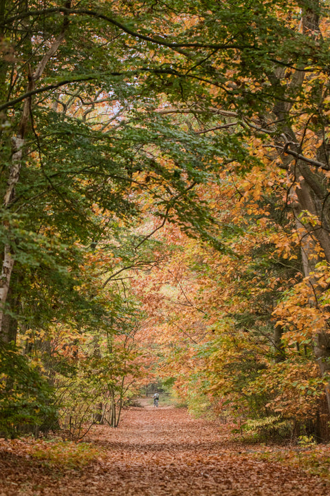 Boslaan in herfstsfeer