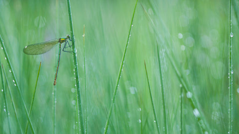 Weidebeekjuffer vrouw