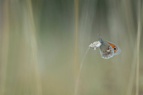 Op het wiegende gras