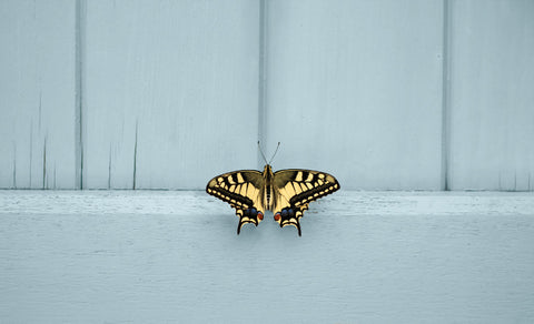 Schoonheid op verweerd blauw