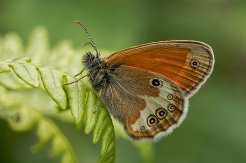 Tussen de 50 tinten groen