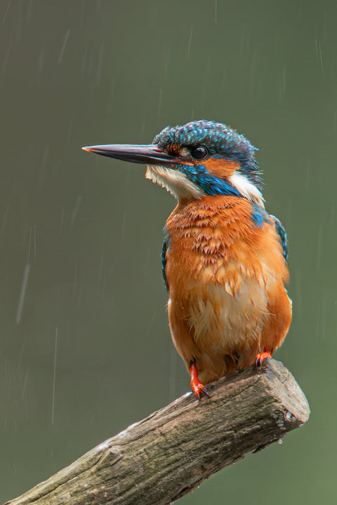 ijsvogel staand regen