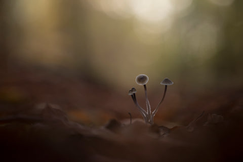 De Fluistering van het Boslicht