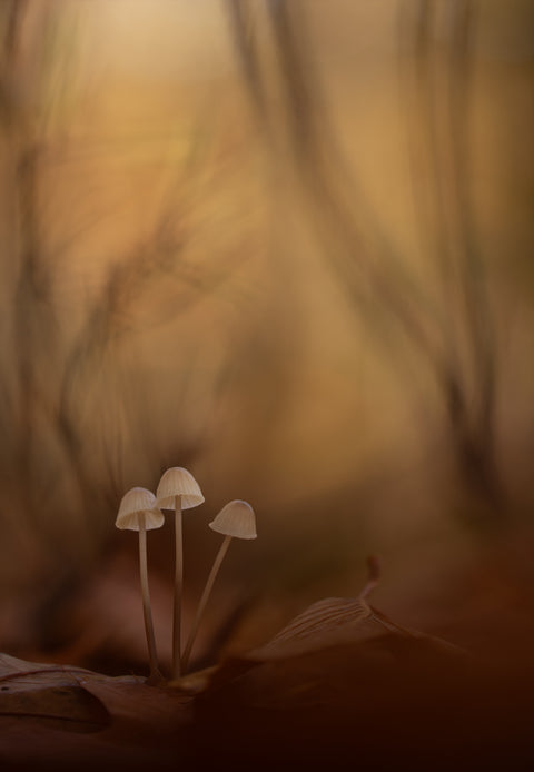 De wachters van het bos